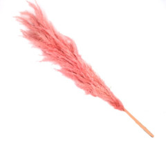 Pampas pink